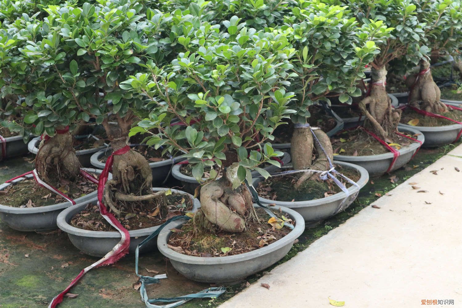 盆景人参榕树的养殖方法和注意事项 人参榕树盆景怎么养，人参榕树盆景图片