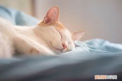 猫总是舔被子怎么回事 猫为什么总是舔我的被子,猫舔被子