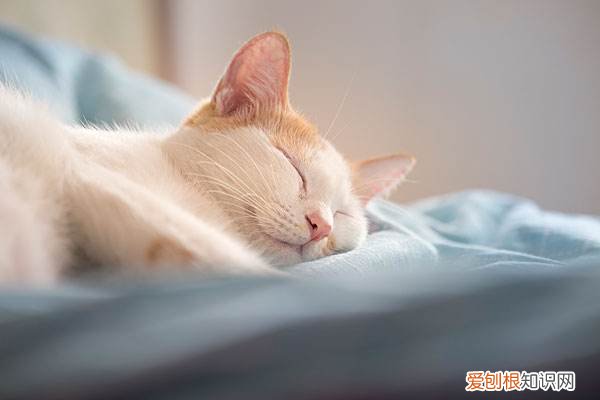 猫总是舔被子怎么回事 猫为什么总是舔我的被子,猫舔被子