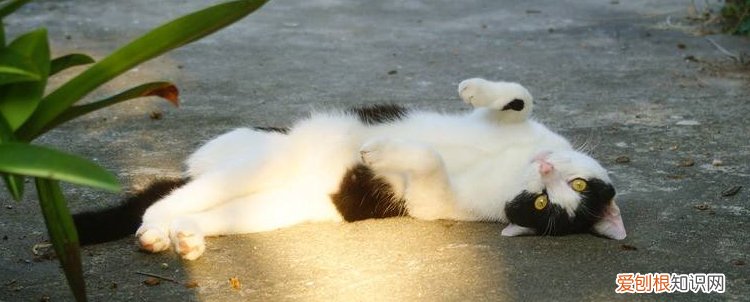 被流浪猫抓伤出血怎么办 第一时间不是打针!