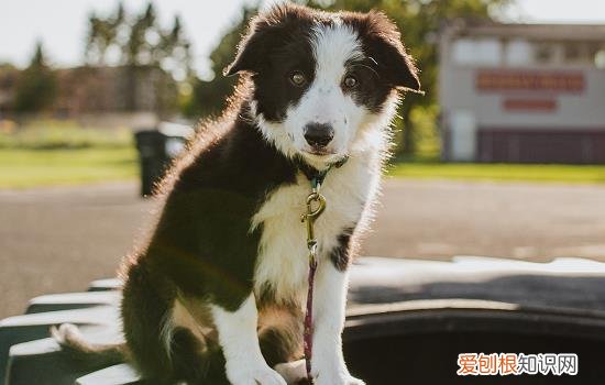 狗狗癫疯是什么原因引起 狗狗癫疯有什么症状表现