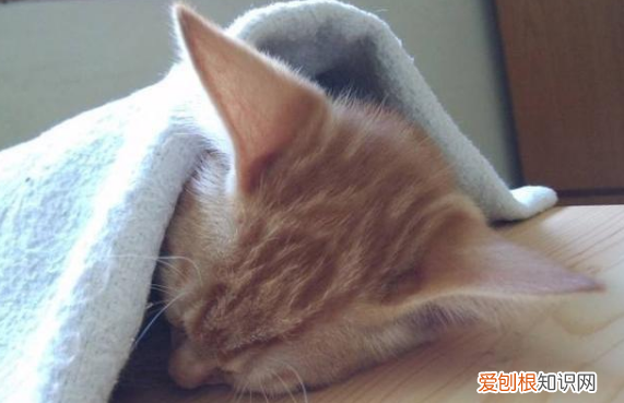 猫猫喜欢盖被子吗 小猫为什么经常嘬被子,猫嘬毯子