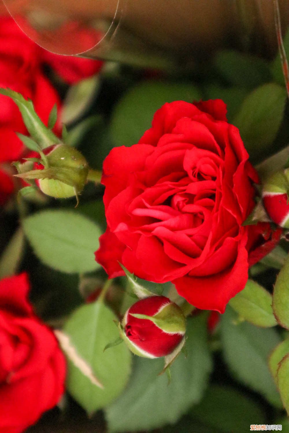 月季花该如何修剪 月季花怎么养,怎么修剪