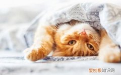 猫为什么一直刨被子 猫为什么会疯狂刨被子