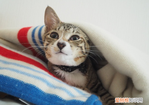 猫为什么喜欢钻到被子里面 猫为什么喜欢钻被子下面