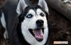 哈士奇品相好坏怎么看 哈士奇怎么看好不好