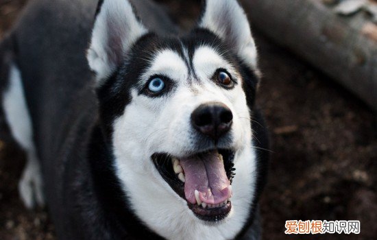 哈士奇品相好坏怎么看 哈士奇怎么看好不好