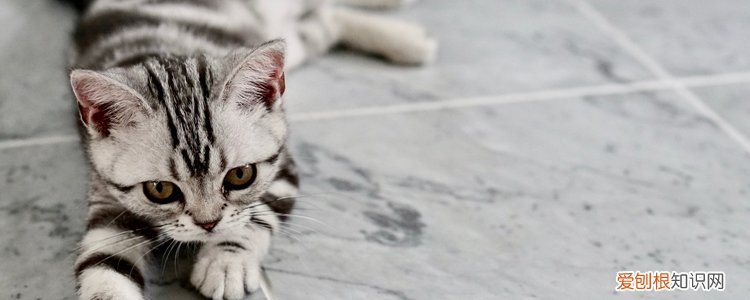 被流浪猫咬了出血了怎么办 需要打针吗?