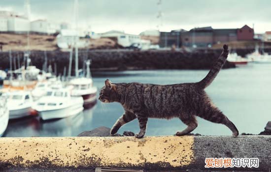 猫咪误吃了火腿肠外包装是不是要死了会有什么症状 喂猫咪火腿肠会致死吗