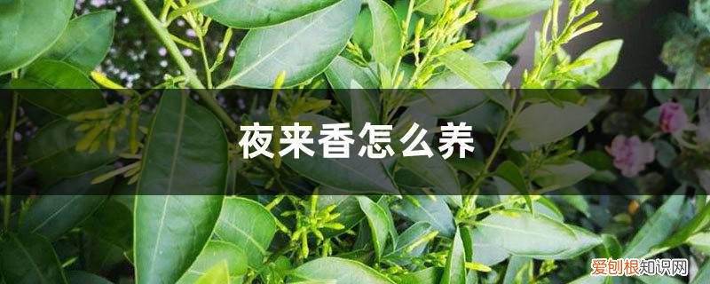 刚买来的夜来香怎么养 夜来香怎么养,夜来香图片