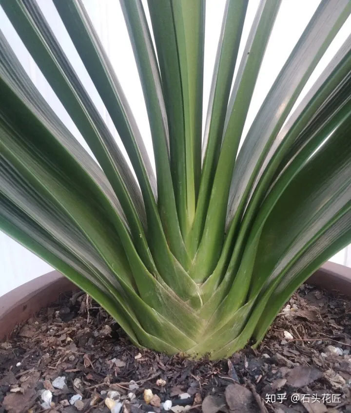 养花是个技术活，养花30年的老花匠，透漏5个“小秘方”，再也不怕养花出问题了