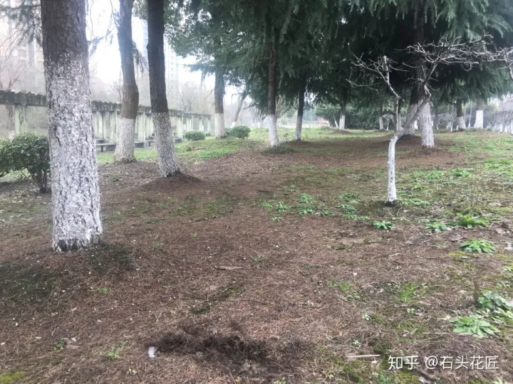 养花是个技术活，养花30年的老花匠，透漏5个“小秘方”，再也不怕养花出问题了