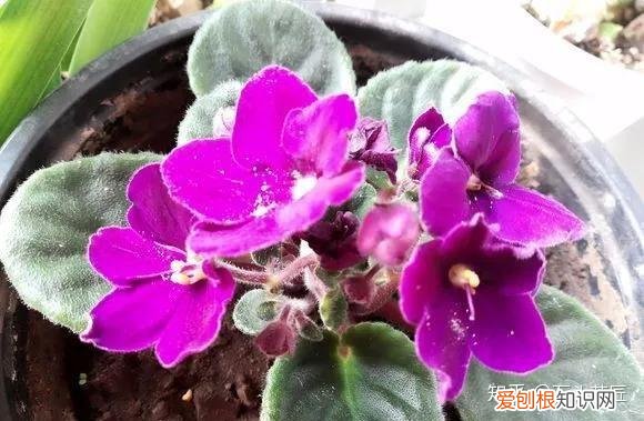 养花是个技术活，养花30年的老花匠，透漏5个“小秘方”，再也不怕养花出问题了