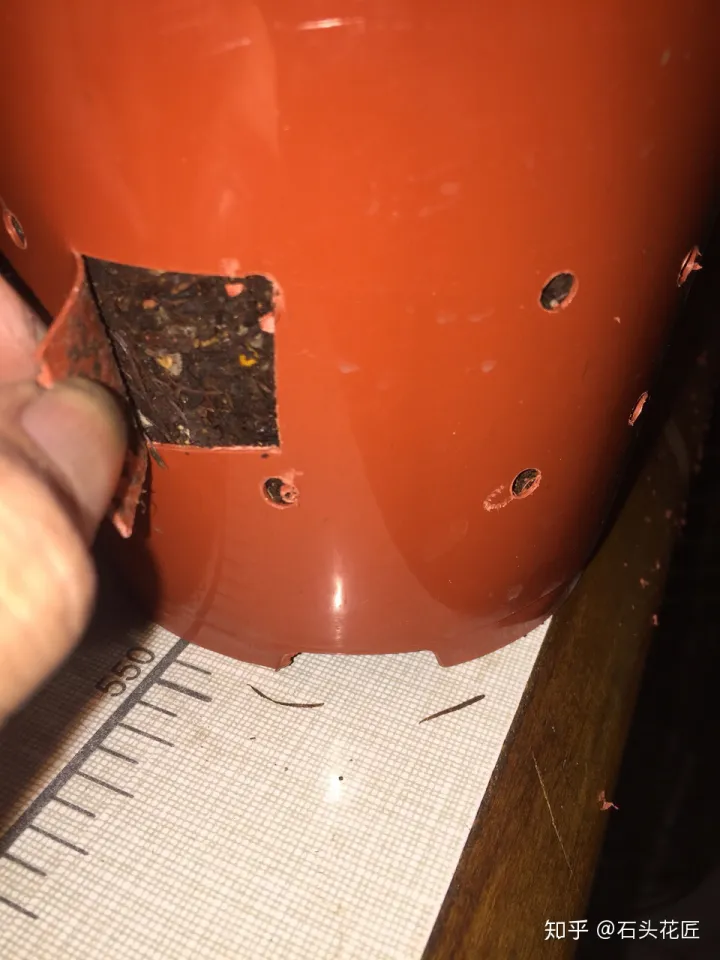 养花是个技术活，养花30年的老花匠，透漏5个“小秘方”，再也不怕养花出问题了