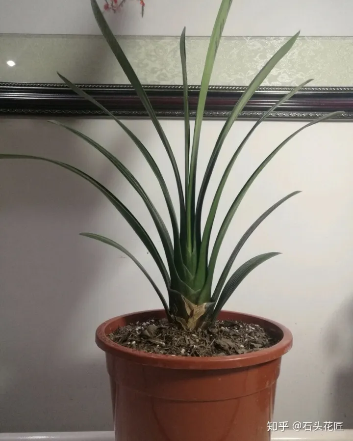 养花是个技术活，养花30年的老花匠，透漏5个“小秘方”，再也不怕养花出问题了