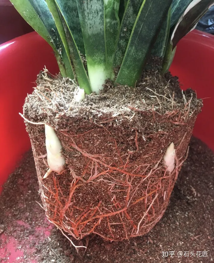 养花是个技术活，养花30年的老花匠，透漏5个“小秘方”，再也不怕养花出问题了