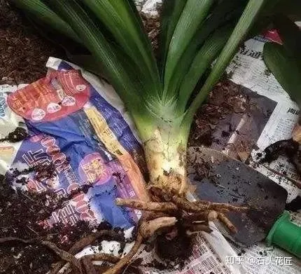 养花是个技术活，养花30年的老花匠，透漏5个“小秘方”，再也不怕养花出问题了