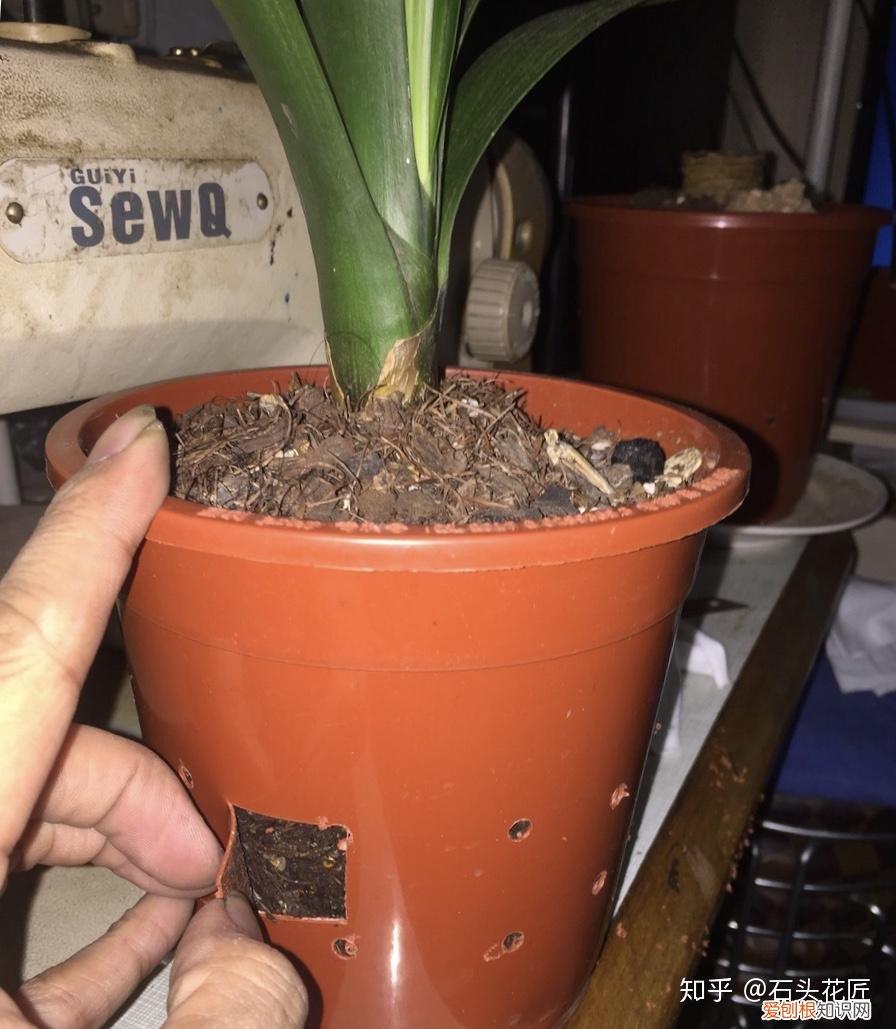 养花是个技术活，养花30年的老花匠，透漏5个“小秘方”，再也不怕养花出问题了