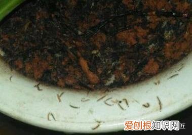 养花是个技术活，养花30年的老花匠，透漏5个“小秘方”，再也不怕养花出问题了