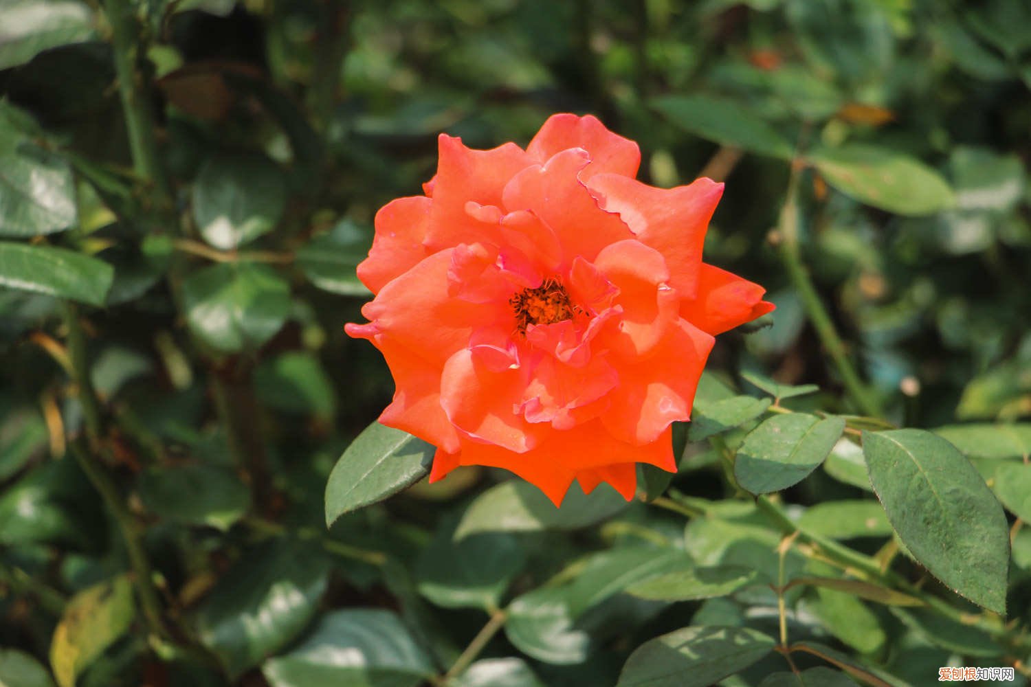 月季花扦插方法及图解 扦插方法详解 月季花怎么扦插