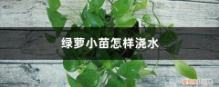新移盆的绿萝苗需要浇水吗 绿萝小苗怎样浇水，移植应注意些什么