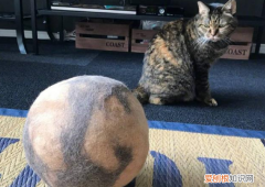猫为什么喜欢玩自己的毛球 猫为什么喜欢玩自己的毛球