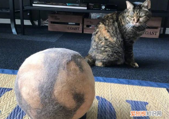 猫为什么喜欢玩自己的毛球 猫为什么喜欢玩自己的毛球