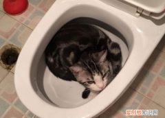 猫咪喜欢在马桶后面睡觉 猫为什么喜欢睡在马桶旁边