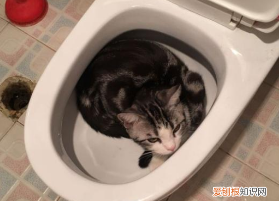 猫咪喜欢在马桶后面睡觉 猫为什么喜欢睡在马桶旁边