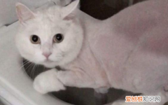 为什么小猫爱喝马桶里的水 小猫为什么老喜欢喝马桶里的水