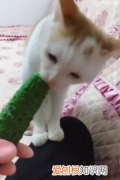 小猫为什么喜欢吃黄瓜呢 小猫为什么喜欢吃黄瓜