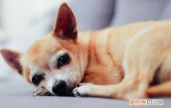 狗狗死后眼睛不合上张着嘴 狗狗死后眼睛不合上有血丝