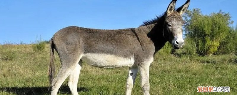 驴的特点是什么 驴的特点