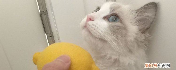 被猫抓了有划痕鼓 又痒又疼?