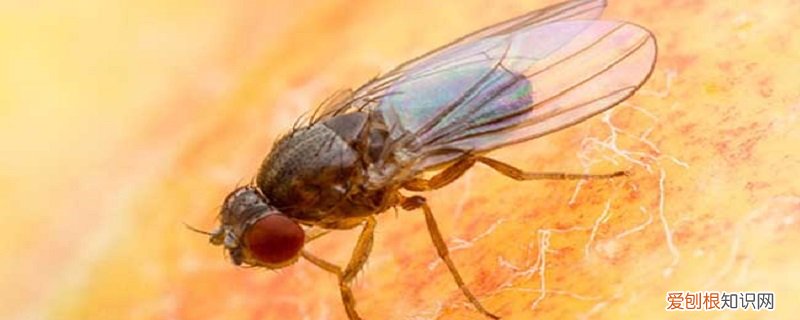 地中海果蝇 地中海实蝇的特点