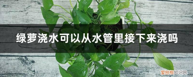 阿司匹林怎么浇绿萝水 绿萝浇水可以从水管里接下来浇吗，可以加阿司匹林吗