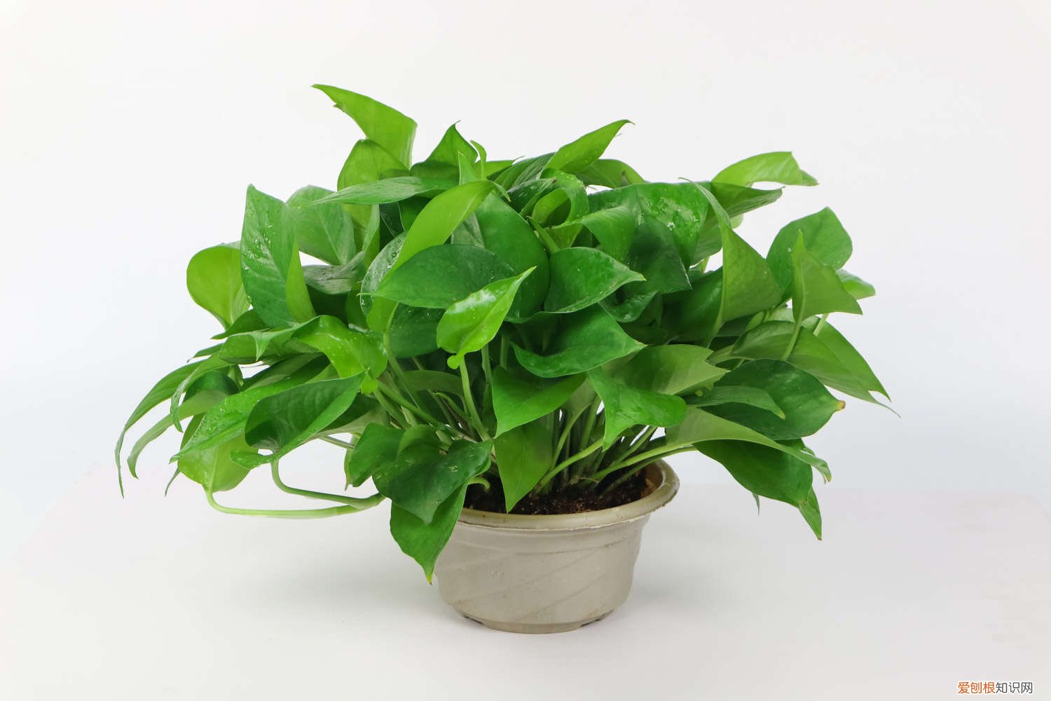 阿司匹林怎么浇绿萝水 绿萝浇水可以从水管里接下来浇吗，可以加阿司匹林吗