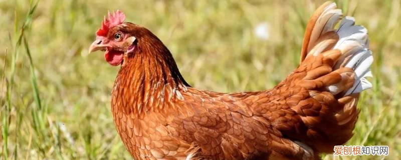 小鸡吞了枣核会死吗视频 小鸡吞了枣核会死吗