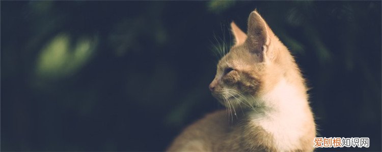 小猫外出能自己回来吗 小猫能记得回家的路吗