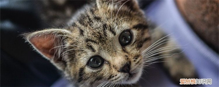 猫外出包该怎么选择 猫外出包也是有讲究的