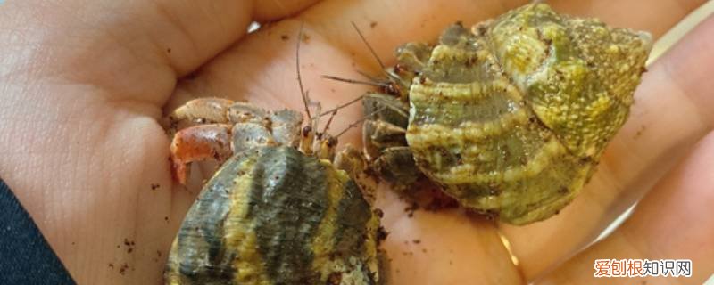 寄居蟹常见品种 小豆丁寄居蟹什么品种