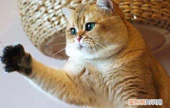 猫为什么爪子一伸一缩,猫一直伸缩爪子不动 猫为什么爪子一伸一缩,猫一直伸缩爪子
