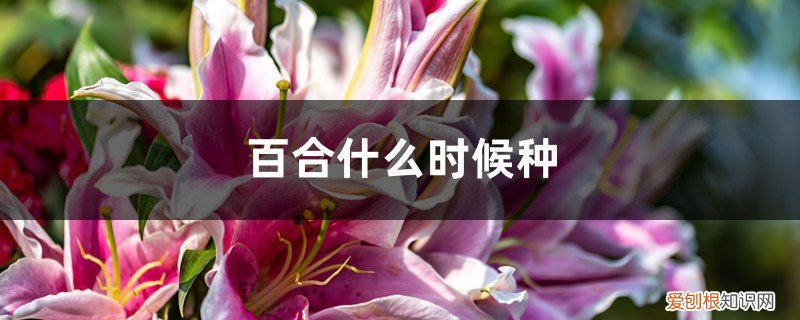 百合怎么种什么时间种好? 百合什么时候种,怎样栽种