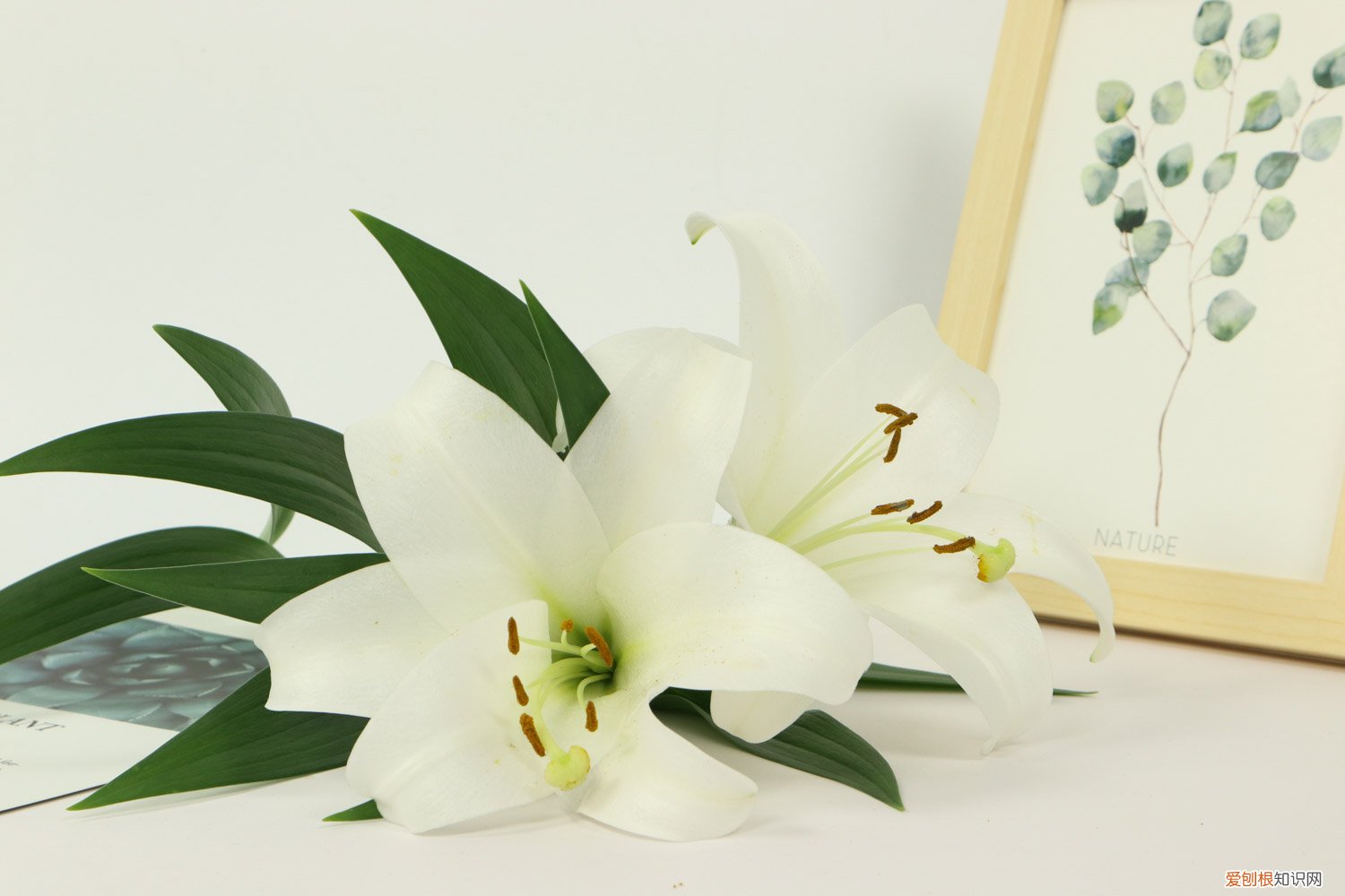 百合怎么种什么时间种好? 百合什么时候种,怎样栽种