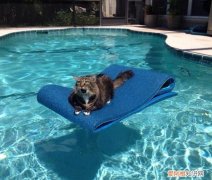 宠物猫为什么不喜欢洗澡,猫不喜欢洗澡呢 宠物猫为什么不喜欢洗澡,猫不喜欢洗澡