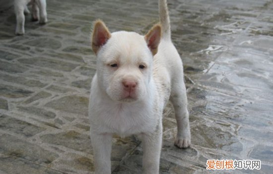 下司犬适合家养吗 下司犬适合看家护院吗?