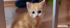 猫用什么猫砂比较好 这三种猫砂都各有优点