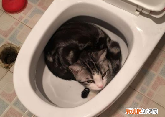 蹲马桶猫都要跳上来 猫为什么往马桶里跳
