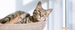 被猫咖的猫咬了要赔偿 不是所有情况都能赔偿!