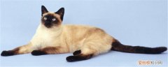 暹罗猫有多聪明 猫也是不可貌相的